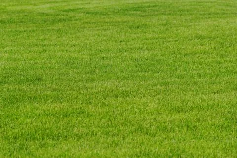 Grass as background Stock Photos