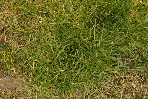 Grass background Foto stock