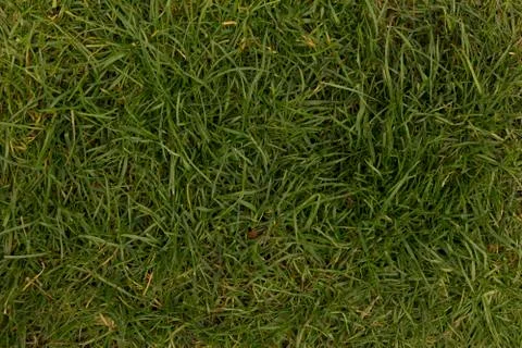 Grass background Stock Photos