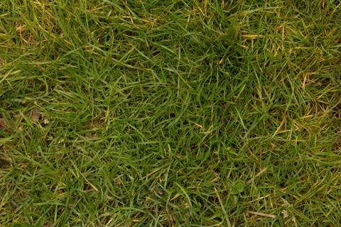 Grass background Foto stock