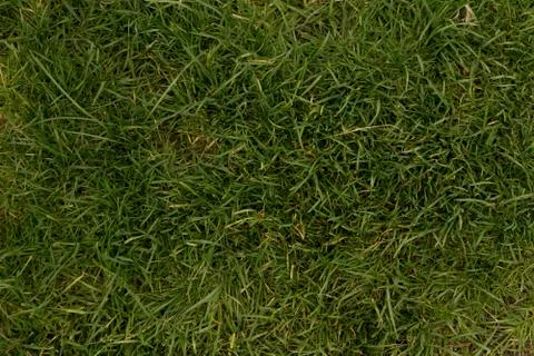 Grass background Stock Photos