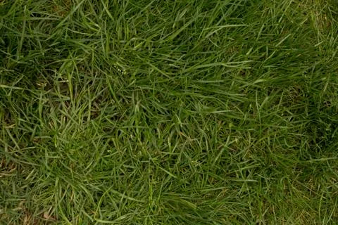 Grass background Stock Photos