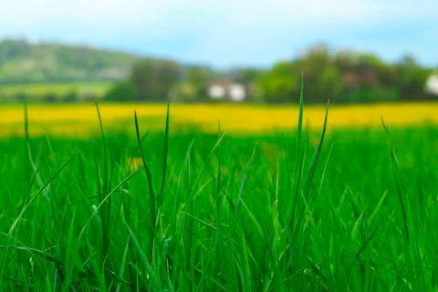Grass background Stock Photos