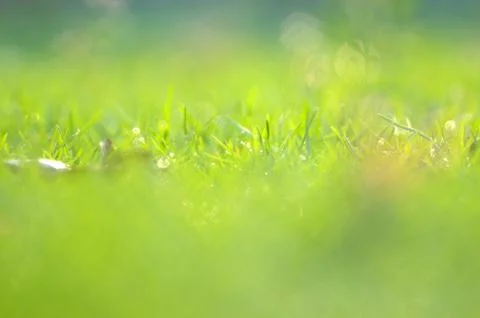 Grass background Stock Photos