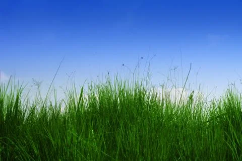 Grass background Stock Photos