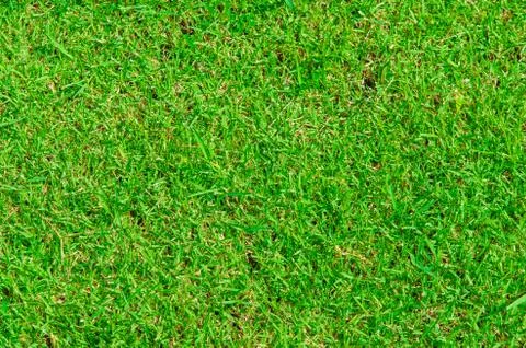 Grass background Stock Photos