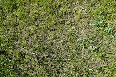 Grass background Stock Photos