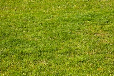 Grass Background Foto stock