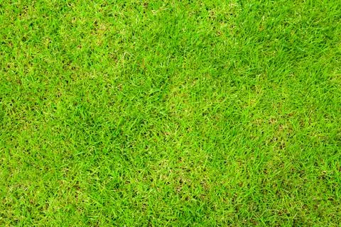 Grass background Stock Photos
