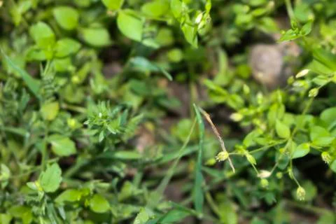 Grass as a background. Stock Photos