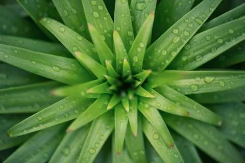 Grass as a background Stock Photos