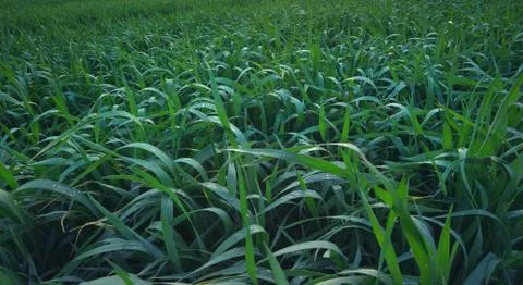 Grass as a background Foto stock