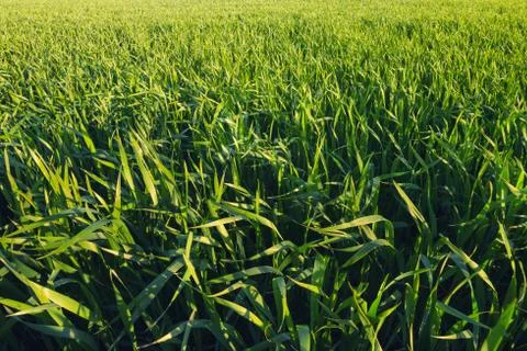Grass as a background Stock Photos