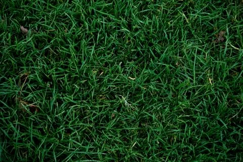Grass background Stock Photos