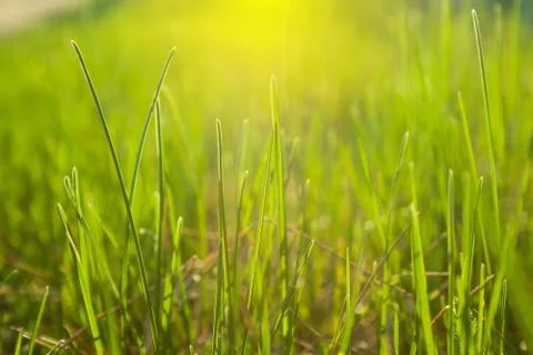 Grass background Stock Photos