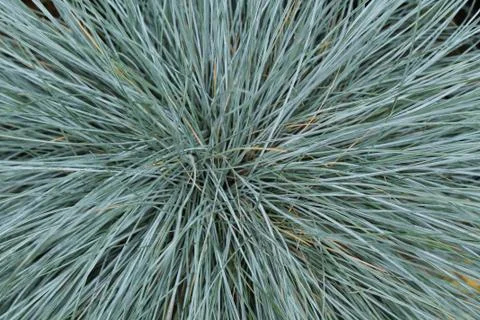 Grass Background. Stock Photos