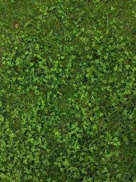 Grass background Stock Photos