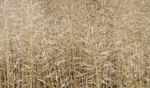 Grass Background. Stock Photos