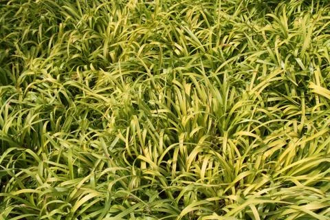 Grass Background. Stock Photos