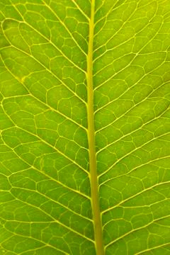 Grass background Stock Photos