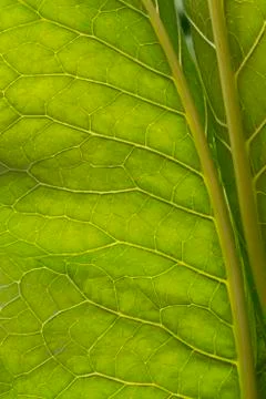 Grass background Stock Photos