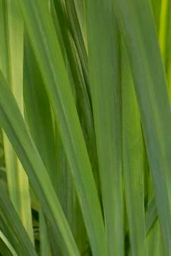 Grass background Stock Photos
