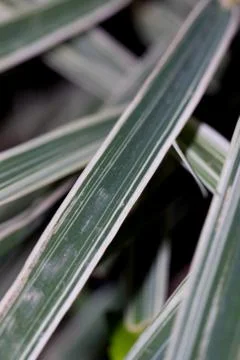 Grass as a background Stock Photos