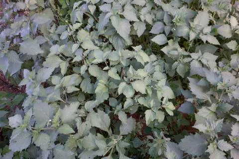 Grass background 库存照片