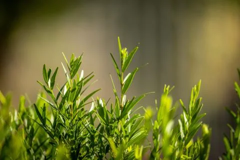 Grass Background Stock Photos