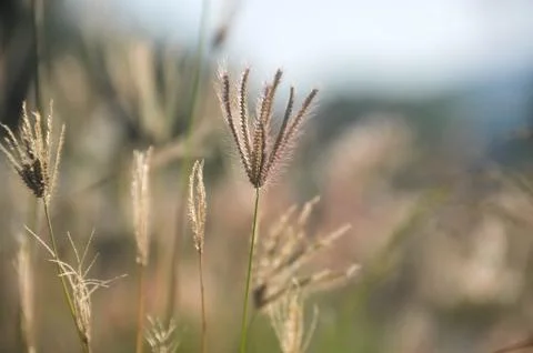 Grass for the background Stock Photos