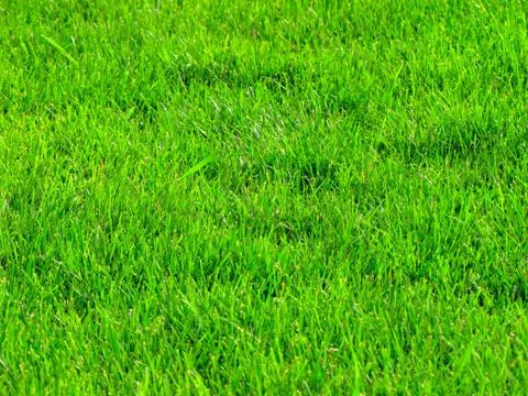 Grass background 스톡 사진
