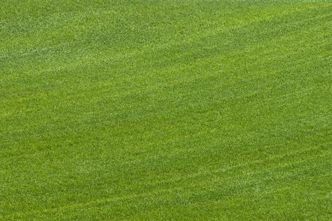 Grass background Stock Photos