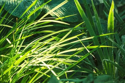 Grass Background Stock Photos