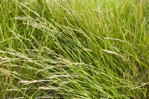Grass background Stock Photos