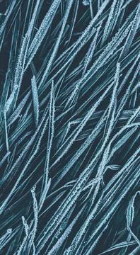 Grass background Stock Photos