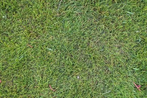 Grass background. Stock Photos