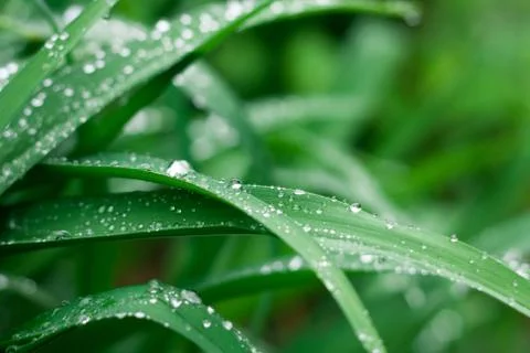 Grass background with rain drops Stock Photos