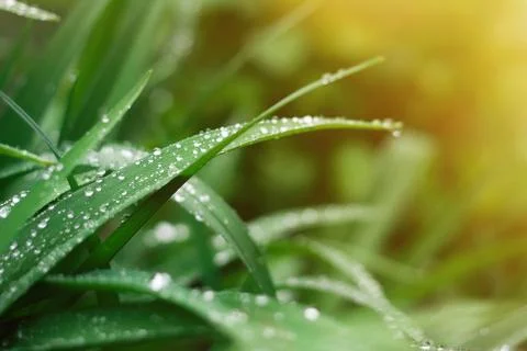 Grass background with rain drops in sun flare Stock Photos