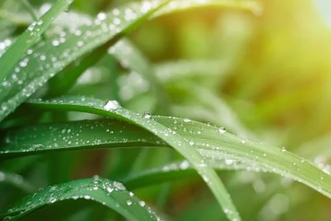 Grass background with rain drops in sun flare Stock Photos