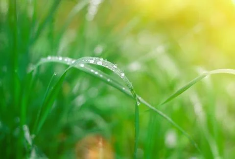 Grass background with rain drops in sun flare Stock Photos