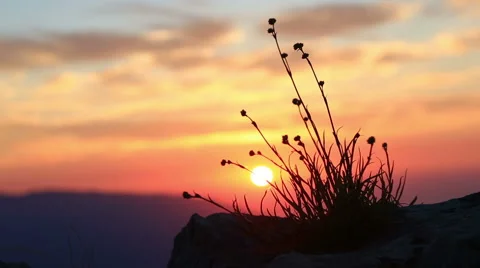 Grass on a background of the rising sun in the mountains at sunrise Stock Footage 63662360