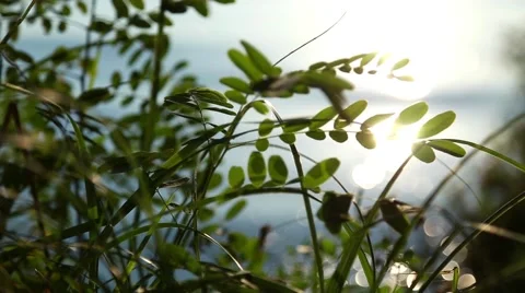 Grass on a background of the river and the sunrise Stock Footage 55632154