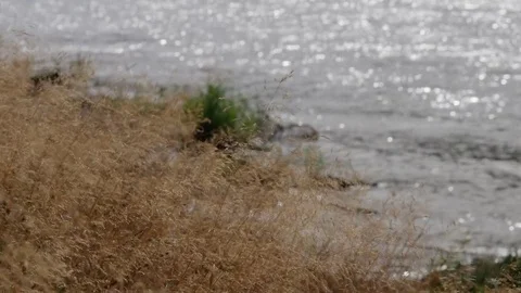 Grass on the background of the river 스톡 동영상 69841591