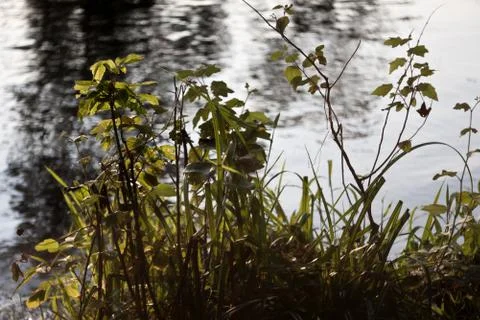 Grass on the background of a river. Stock Photos