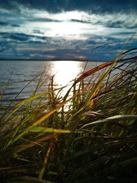Grass on the background of the river Stock Photos