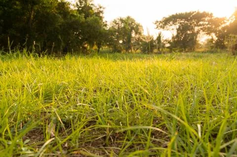 Grass background with selective focus Stock Photos