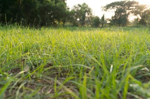 Grass background with selective focus Stock Photos
