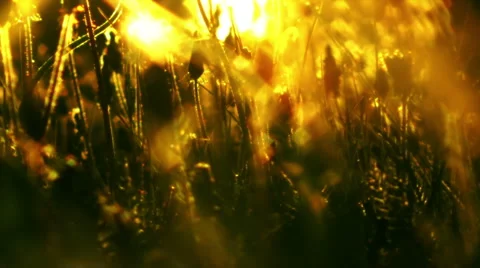 Grass on the background of the setting sun Stock Footage 6529950