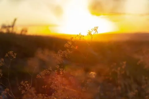 Grass in the background of the setting sun Stock Photos