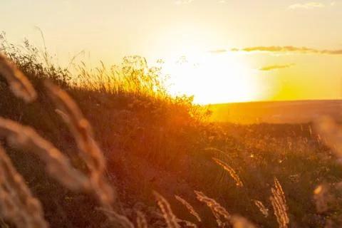 Grass in the background of the setting sun Stock Photos